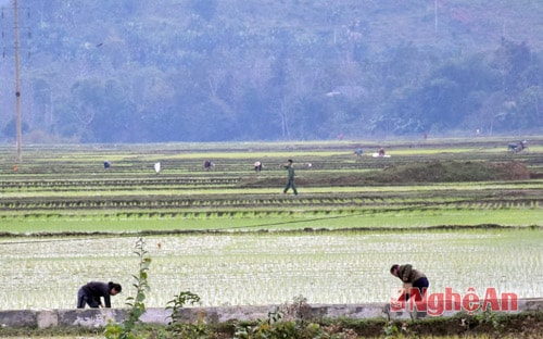 Sau khi cấy xong 3 - 5 ngày, nông dân huyện Quế Phong ra đồng bón phân dúi cho lúa