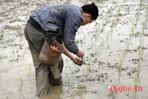 Anh Lô Xuân Hội, bản Na Ngá, xã Châu Kim có 5 sào lúa xuân, sử dụng 100% phân bón dúi để bón cho lúa.