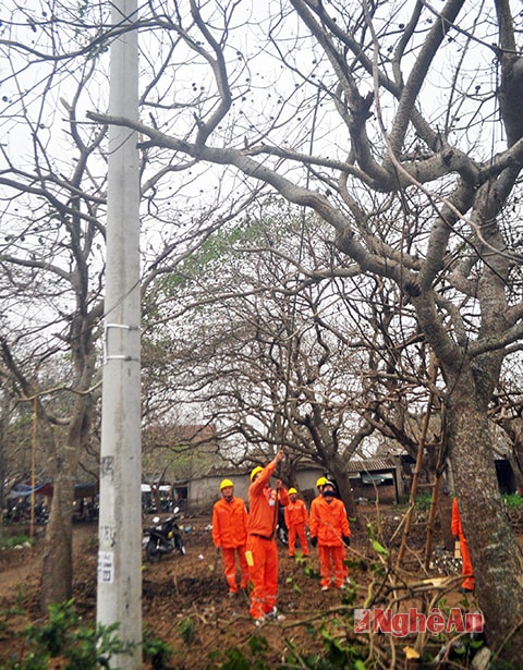 Chặt cây giải tỏa hành lang lưới điện.