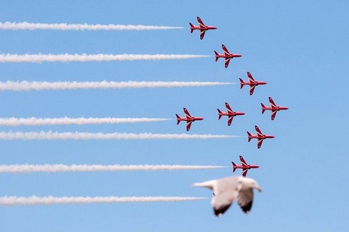 Chú chim mòng biển này đã choán mất vị trí của một chiếc máy bay Red Arrow trong buổi trình diễn nhào lộn máy bay Llandudno Air Show, diễn ra tại miền Bắc xứ Wales vào đầu năm ngoái. Tác giả của khung hình này chính là Jade Coxon, một sinh viên năm nhất theo học ngành nhiếp ảnh.