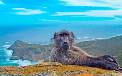 Khi đang thực hiện tấm hình chụp phong cảnh mũi Hảo Vọng (Nam Phi), nhiếp ảnh gia Punam Dave đã có một phen giật mình khi chú khỉ đầu chó gắt gỏng, ngồi phắt trước máy ảnh của cô.