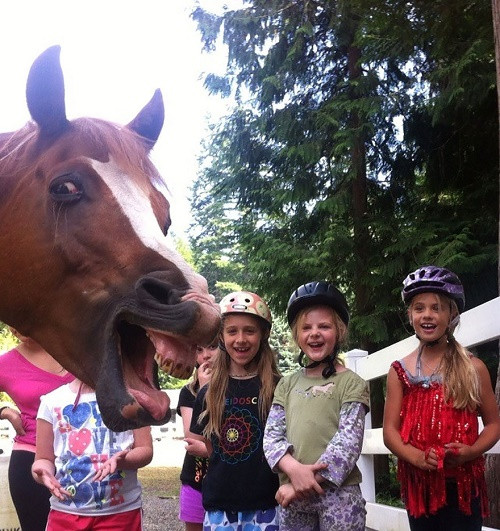 Chú ngựa không ngại nhe răng góp vui cùng các em nhỏ.
