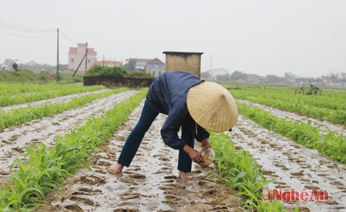 Nông dân xã Diễn Thịnh, Diễn Châu dặm trỉa lại lạc vụ xuân