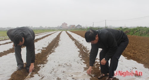 Cán bộ lãnh đạo xã Diễn Thịnh, Diễn Châu kiểm tra sinh trưởng, phát triển của diện tích lạc mới được gieo trỉa lại