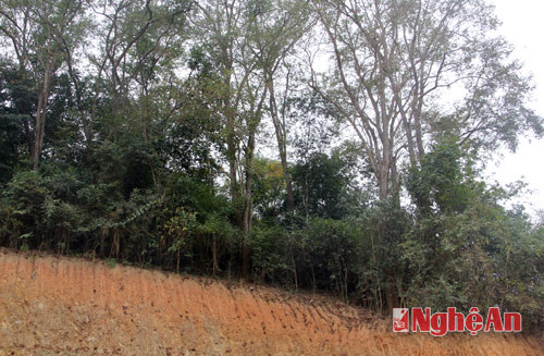 Vị trí của một số hộ dân khai thác đất nằm cạnh với khu vực rừng khoanh nuôi và bảo tồn cây đinh hương – loài cây lấy gỗ quý hiếm ở rừng miền Tây Nghệ An.