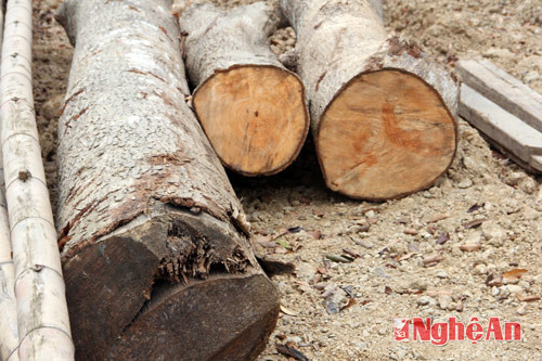 Ghi nhận của PV Báo Nghệ An, tại vị trí của chiếc máy xúc đang khai thác đất có một số cây đinh hương đã bị quật ngã nằm ngổn ngang bên cạnh.