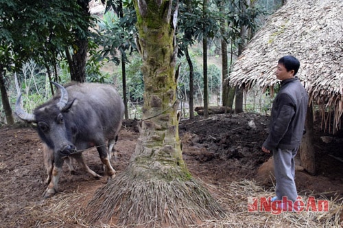 Ngoài nhiệm vụ tiêm phòng theo định kỳ hàng năm, anh Vi Trung Đức còn thường xuyên chữa trị bệnh trâu, bò cho bà con trong bản.