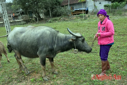 bà lô Thị Mùi, bản Kẻ Nâm, xã Châu Bình, Quỳ Châu chăm sóc đàn trâu.