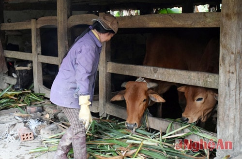 Nếu như gia đình nào cũng nuôi nhốt trâu, bò thì công tác tiêm phòng hàng năm sẽ thuận lợi hơn, trong khi tập quán của một bộ phận người dân vẫn chăn nuôi trâu, bò theo kiểu thả rông, rất khó khăn cho công tác tiêm phòng.
