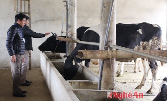 Bò sữa của gia đình anh Nguyễn Hồng Sơn, xóm 3 Nghĩa Hợp 