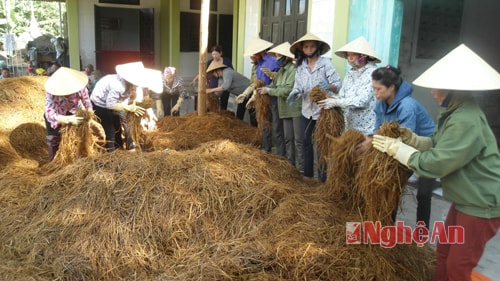 Đào tạo nghề làm nấm rơm ở Nghi Lộc.