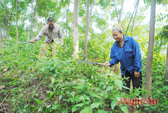 Bà con bản Tam Bông, xã Tam Quang (Tương Dương) chăm sóc rừng xoan gỗ lớn