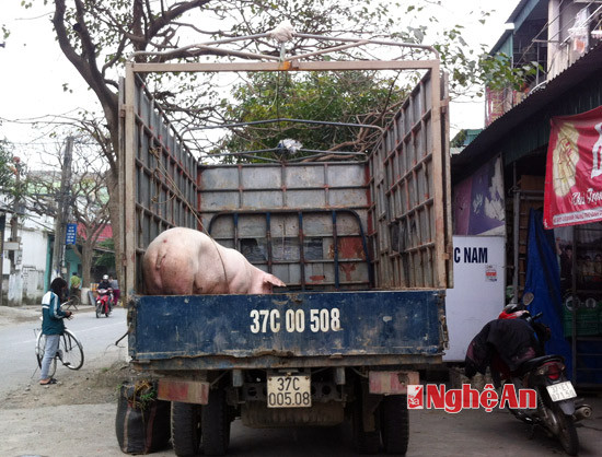 Lợn được chở bằng ô tô từ Thanh Chương xuống TP Vinh giết mổ và tiêu thụ.
