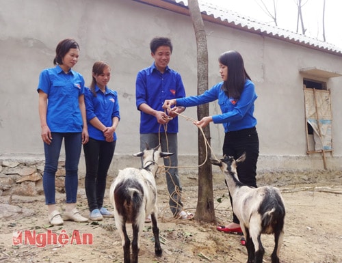 Huyện đoàn Qùy Châu trao dê giống cho hộ gia đình thanh niên nghèo. 