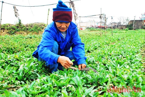 Ông Đinh Viết Tăng 78 tuổi ở xóm 1,xã Diễn Thái vừa chăm sóc mùi  tàu vửa cho hay: giá cả rau mùi tàu trong năm lêm xuống thất thường, từ 5000 đồng- 15.000 đồng/ cân. Nhưng sào rau của ông cũng cho thu nhập 50 triệu đông/ sào