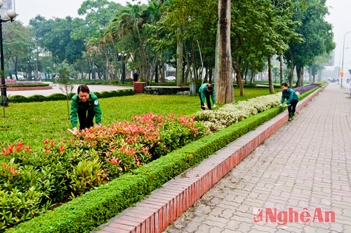 Công nhân công ty công viên cây xanh chăm sóc tạo dáng bồn hoa cây cảnh, chỉnh trang đô thị.