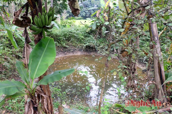 Giếng thần, vốn được ví là hai đôi mắt của rồng...giờ chỉ là chiếc ao tù do không được phục dựng, sửa sang