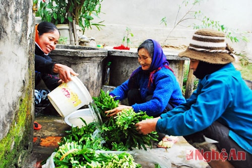 Sau khi hái rau mùi tàu tại đồng ruộng người dân đem rau về rửa tại giếng nhà, kênh mương nội đồng sạch sẽ, sắp xếp rau khô ráo sau đó mới đem nhập cho một số thương lái chuyên thu mua rau trong xã.