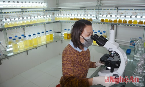Kiểm tra quy trình cấy ghép tảo làm thức ăn cho tôm giống tại Trại tôm giống Việt Úc(xã Quỳnh Minh)