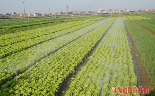 Hiệu quả cao nhờ áp dụng một số giải pháp về tưới phun và quy trình sản xuất rau an toàn VietGap tại xã Quỳnh Lương
