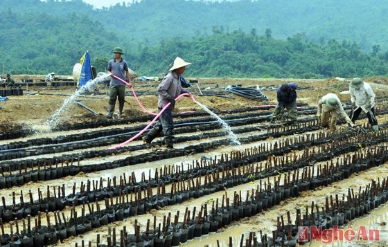 Làm bầu giống cao su ở Nông trường Thanh Đức (Thanh Chương) thuộc Công ty Cổ phân Đầu tư và Phát triển cao su Nghệ An