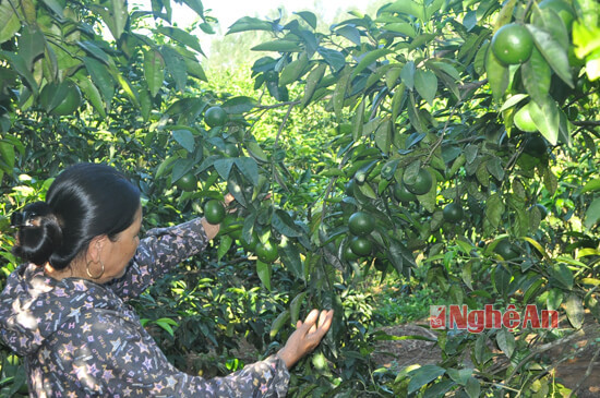 Mô hình quýt và cây có múi cho hiệu quả cao của bà Hồ Thị Thanh ở xóm 4, xã Nghĩa Tiến