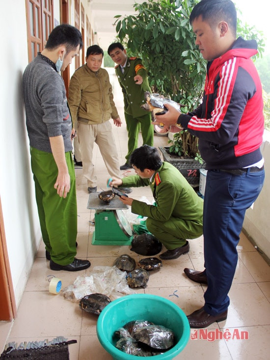 Phòng cảnh sát môi trường bắt được vụ vận chuyển 30,5 kg động vật hoang dã vào ngày 28/1