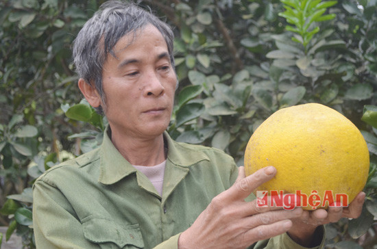 Ông cho biết: Bưởi quả tròn, chín màu vàng tươi rất đẹp, có vị ngọt, mềm, thu hoạch đúng dịp bán tết nên rất có giá. 