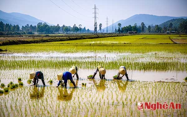 Ngày mùa. Ảnh: Sơn Việt