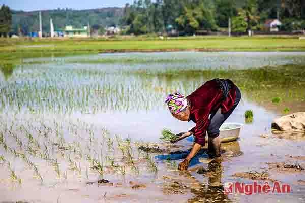 Đứng bóng. Ảnh: Sơn Việt