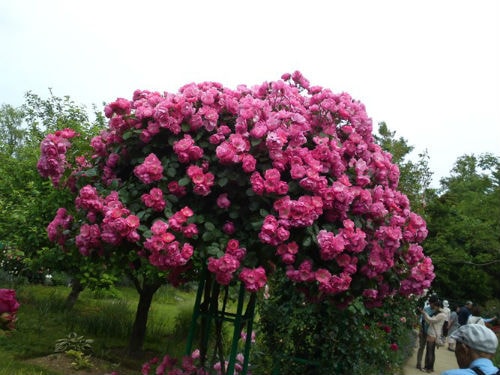 Tree rose cho hoa nở quanh năm, bông to và được gọi là loài hoa bất tử...
