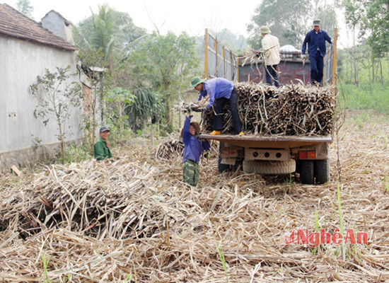 Đến nay, trên 80% diện tích mía ở Nghĩa Đàn đã được thu hoạch