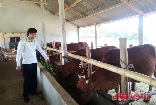 Nhận thấy mô hình chăn nuôi bò hàng hóa những năm gần đây rất phát triển. Đầu năm 2015 đoàn viên Võ Văn Loan thôn 5 Hùng Sơn vay 500 triệu đồng để xây dựng chuồng trại và mua 22 con bò về nuôi. Đến nay đàn bò đã sinh sản được 6 con bê con. Ngoài ra anh còn nuôi bò vỗ béo để đáp ứng nhu cầu thị trường. Tính theo đà này, từ đàn bò mỗi năm sẽ mang lại cho Loan nguồn thu từ 120-150 triệu đồng.