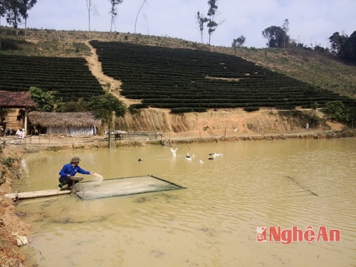 Với diện tích 8 ha đất đồi, đoàn viên Vi Văn Ưng thôn Cẩm Hòa xã Cẩm Sơn đã bố trí trồng 2 ha cây chè công nghiệp. Ngoài ra anh còn chăn nuôi 6 con trâu, 50 con dê, 3 sào ao thả cá.Từ mô hình tổng hợp đã mang lại thu nhập trên 100 triệu đồng mỗi năm. 