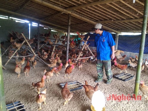 Mô hình chăn nuôi gà thịt và gà để trứng của đoàn viên Nguyễn Văn Tuấn thôn Cẩm Thắng xã Cẩm Sơn cũng cho nguồn mỗi năm trên 100 triệu đồng