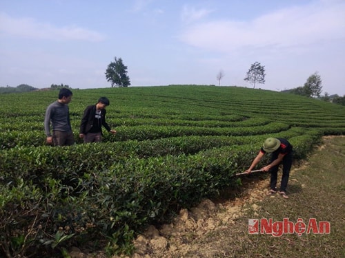 : Phát huy thế mạnh đồi rừng của địa phương. Năm 2000 đoàn viên Trần Văn Tứ thôn 6 xã Hùng Sơn tập trung phát triển 3 ha chè công nghiệp. Đến nay diện tích chè nói trên đã cho thu hoạch với năng suất ổn định từ 18 tấn/ha/năm đưa lại nguồn thu 150 triệu đồng/năm.
