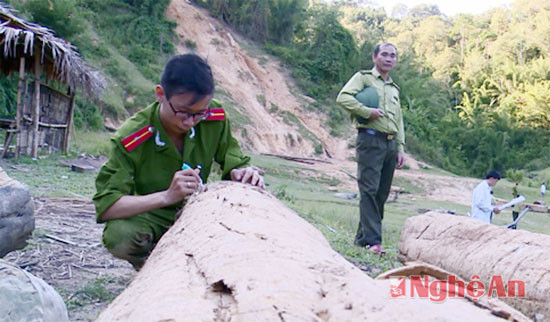Lực lượng chức năng kiểm đếm gỗ khai thác trái phép tại vụ phá rừng ở Con Cuông.