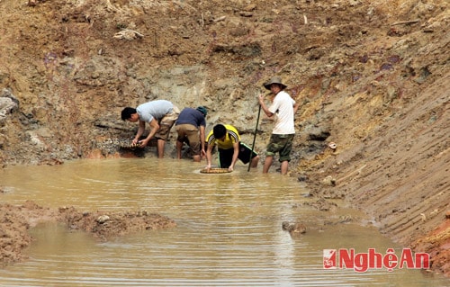 Dưới lòng hố sâu, có nhiều người dân Châu Bình đang tràng, đãi tìm đá đỏ.