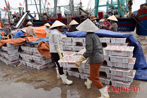 Ngư dân mua bán cá tại bến Lạch quèn