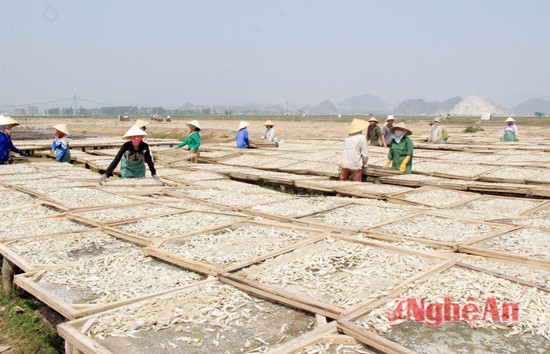 1.Về các làng bãi ngang ven biển thị xã Hoàng Mai và Quỳnh Lưu những ngày này, chúng ta dễ dàng bắt gặp hình ảnh những bãi dài toàn… cá. 2.Loại cá này có tên là cá trỏng, mình nhỏ, thon dài thường được dùng làm nước mắm, hoặc phơi làm cá khô.