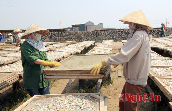 Những công nhân phơi cá cho biết: Những dịp trời nắng thế này, việc rất nhiều, chúng tôi thức dậy từ 4, 5h sáng để đi làm. Tiền công được tính theo giờ, khoảng 13-15 nghìn đồng/ tiếng. Buổi đêm, tiền công là 20 nghìn/tiếng. Thời điểm này là dịp nông nhàn, hoặc ở các xã vùng biển khác, các đồng muối chưa vào vụ, nên người dân đi phơi cá thuê.