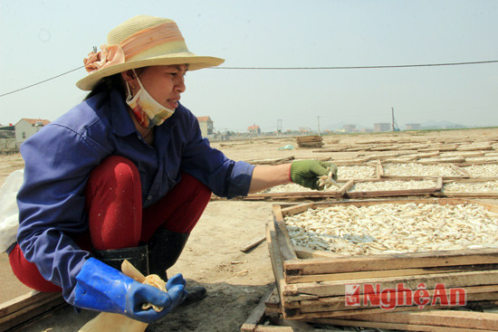 Khi mặt trên bắt đầu khô, thì cần phải trở, lật các nong cá để phơi tiếp 12. “Nếu trời nắng, thì chỉ cần 1 ngày là cá khô”