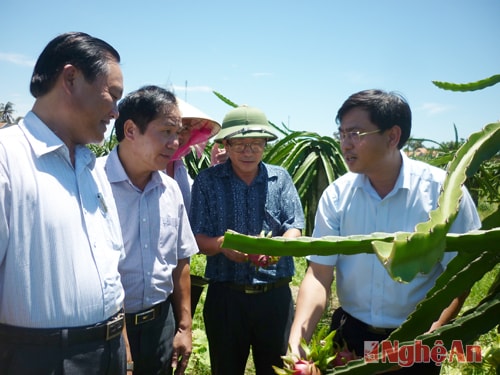 Đồng chí Lê Thành Nhân(thứ 2 từ bên trái) thăm mô hình trồng thanh long trên đất nhiễm mặn cho hiệu quả kinh tế cao tại xã Quỳnh Thuận.