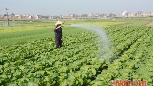Chăm sóc rau theo quy trình VietGAP tại xã Quỳnh Lương