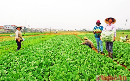 Đã nhiều năm nay xã Quỳnh Bảng ( Quỳnh Lưu) rau không chỉ cung cấp cho tỉnh Nghệ An mà cung cấp rau cho nhiều tỉnh thành trong cả nước. Hiện tại trên cánh đồng rau xã này đang thu hoạch các loại rau cải, cà chua, hành... Thu nhập bình quân 1 ha từ 180 triệu đến 200 triệu / năm. 