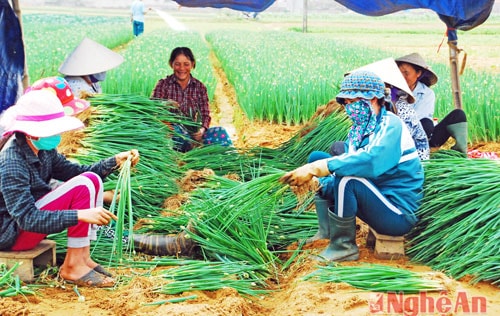  Tại ruộng gia đình chị Hồ Thị Quỳnh xóm Đồng Văn đang  thu hoạch hành hoa. Chị Quỳnh vui vẻ cho biết: Giá hành trong năm tuy có lên xuống thất thường nhưng giá bình quân cả năm 1kg hành 6 nghìn đồng. Thời gian thu hoạch hành từ 45- 50 ngày.