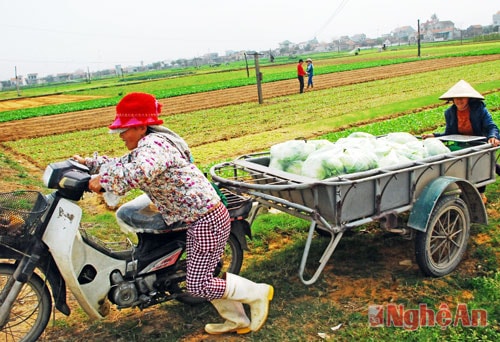 Thương lái đến thu mua rau tại cánh đồng rau Quỳnh Bảng.