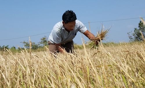 Tại vùng Miệt Thứ tỉnh Kiên Giang, nhiều nông dân xuống giống vụ đông xuân nhưng chỉ thu hoạch được lúa lép. Ông Danh Ca (42 tuổi, huyện An Biên) thở dài, cho biết: 