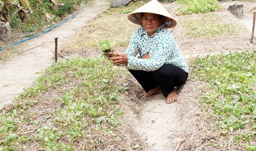 Hạn hán khiến vùng đất giồng cát trồng hoa màu ven biển ở miền Tây gần như mất trắng vì thiếu nước ngọt tưới. Ông Nguyễn Thành Lâm - Phó phòng Nông nghiệp huyện Ba Tri (Bến Tre) lo ngại: 