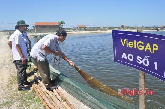 Khảo sát năng suất tôm thu hoạch tại đầm ông Hồ Đức Toàn, xóm Học Văn, xã Quỳnh Bảng